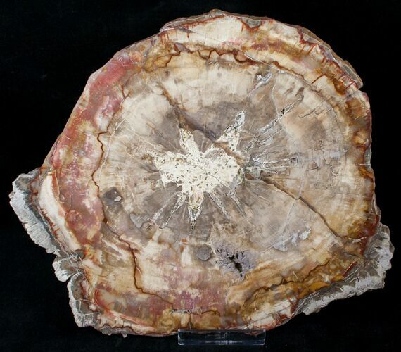 Petrified Wood Slab - Madagascar #14570